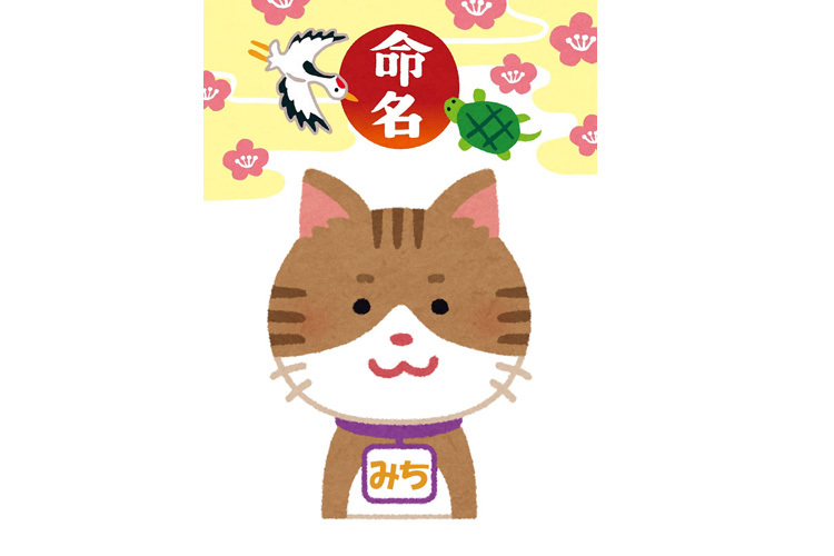 保護した子猫成長記 1週間後 仮ですが名前を付けました Samのlifeキャンプブログ Doors In Out 保護した子猫成長記 1週間後 仮ですが名前を付けました Samのlifeキャンプブログ Doors In Out
