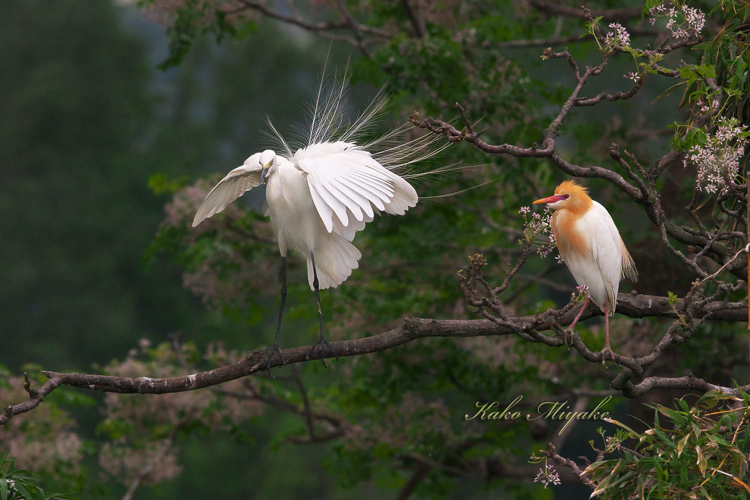 チュウサギ Intermediate Egret とアマサギ Cattle Egret ぼちぼち と 野鳥大好き O