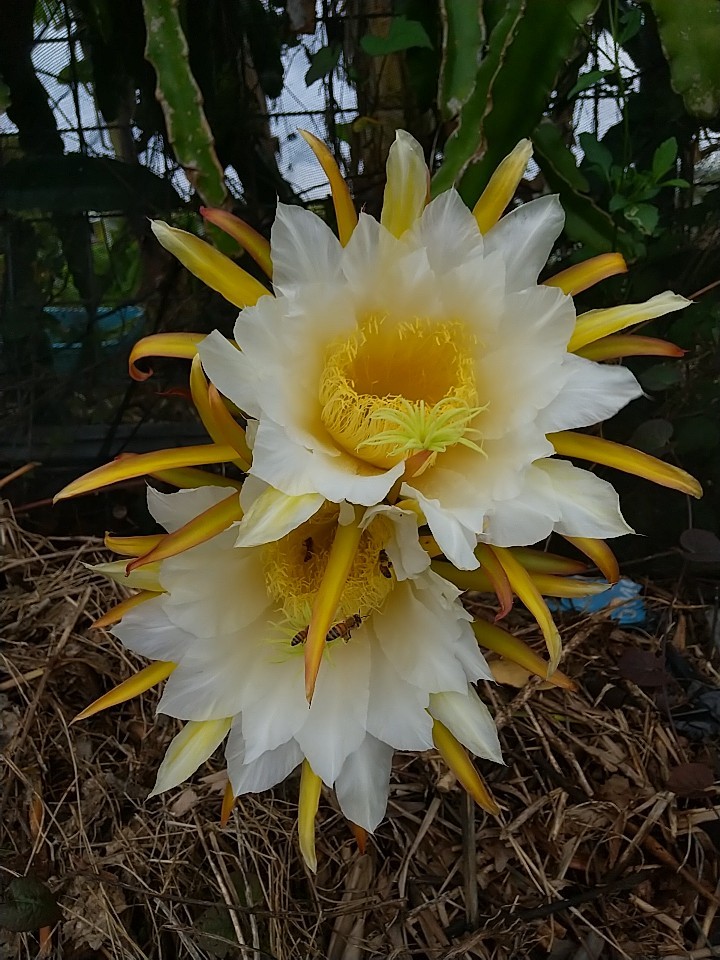 ドラゴンフルーツの花 なんくるないさ ワンッ にゃん