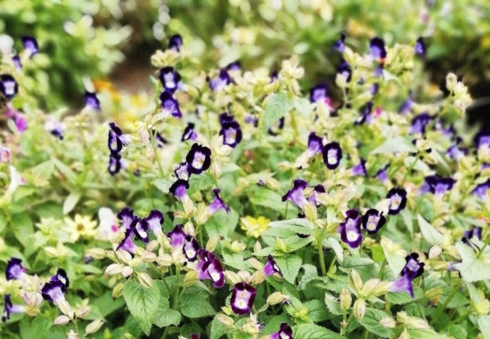 シレネ 小庭 Garden 花色綴り