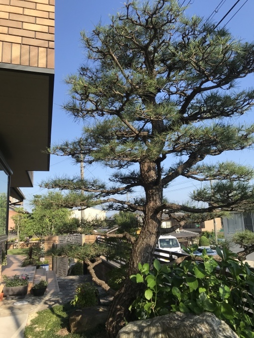 梅雨の晴れ間に庭木の剪定_b0100062_07553224.jpeg