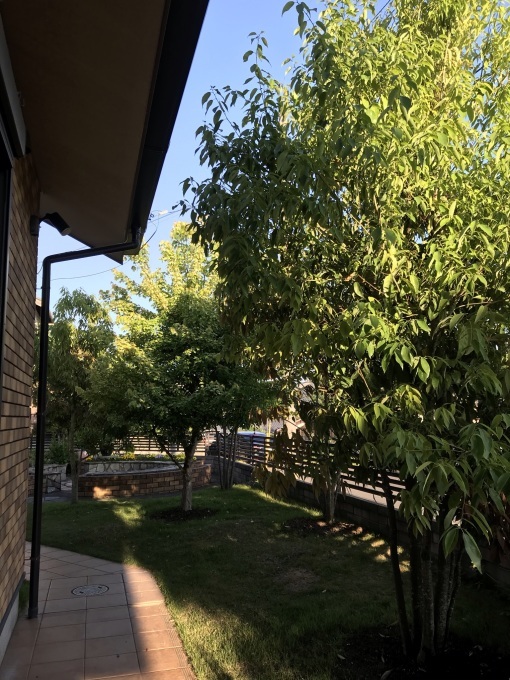 梅雨の晴れ間に庭木の剪定_b0100062_07555252.jpeg