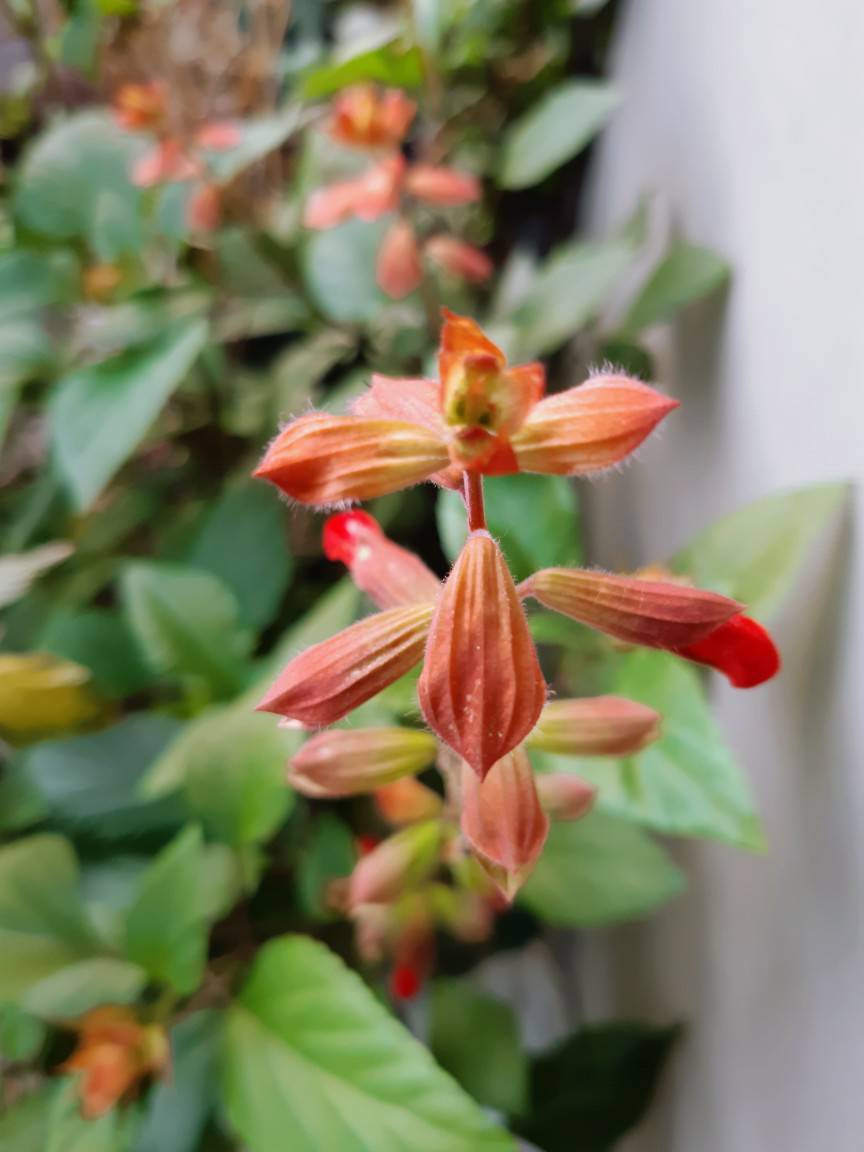 オレンジ色のサルビア 花暮らしの記