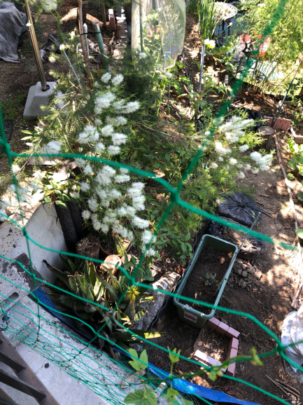 ティーツリーの花がほぼほぼ咲きました 左下の黄色い花は食用アロエの花です Wollen Wir Ein Etwas Handarbeit Machen ティーツリーの花がほぼほぼ咲きました 左下の黄色い花は食用アロエの花です Wollen Wir Ein Etwas Handarbeit Machen