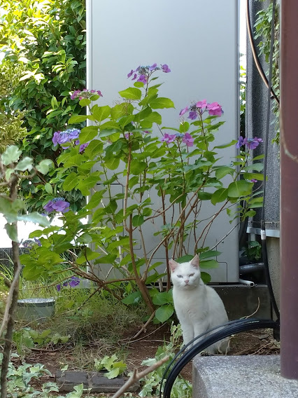 日曜大工_f0197985_21372800.jpg