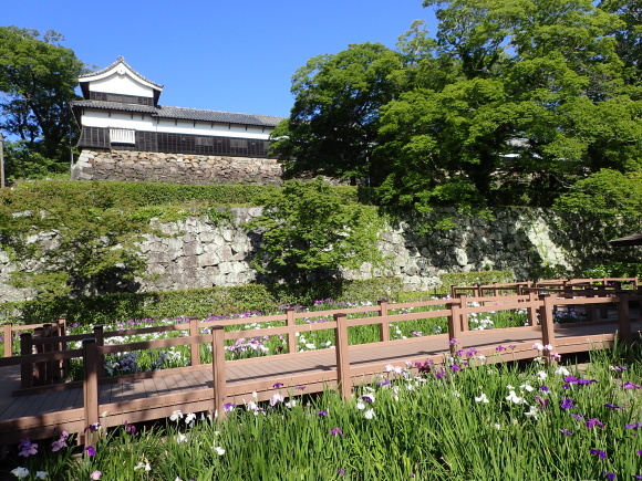 舞鶴公園の花しょうぶ園 (舞鶴公園 2021/05/29撮影)_f0204094_22564551.jpg