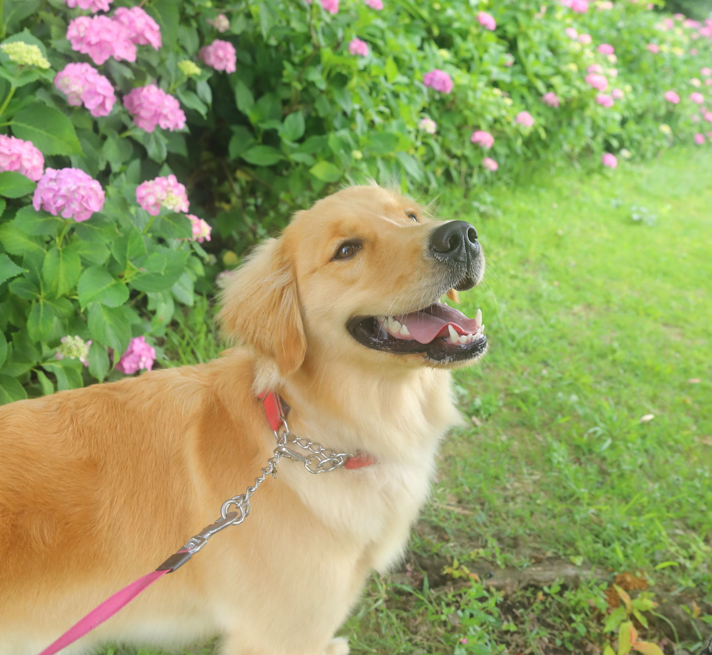 犬の教え ハナ ララとお散歩 犬の教え ハナ ララとお散歩