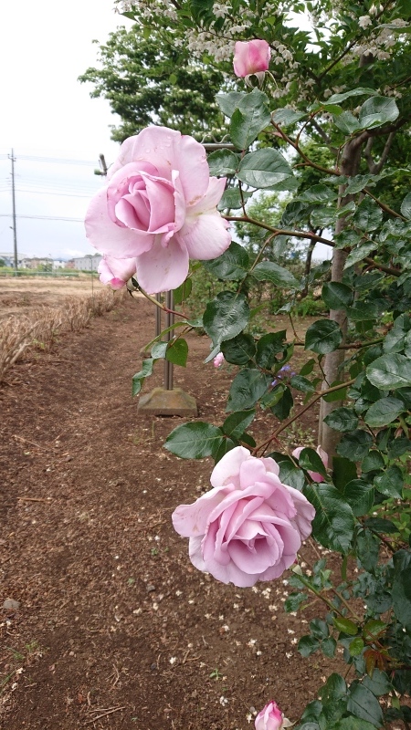 ローズシナクティフ 5/12ローズシナクティフ「バラの記録 2023」の