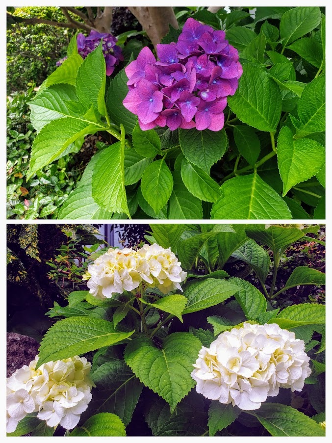 6月3日の誕生花 大分県聴覚障害者センターブログ