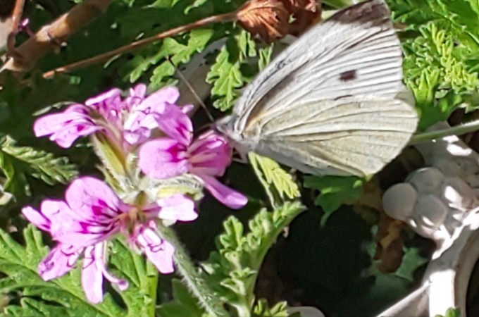 6月4日 虫の日 花無心招蝶 花開蝶自来 煎茶道方円流 東京東支部