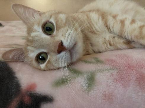 緩い時間を猫と過ごす毎日 Kyokoのごめんあそばせ