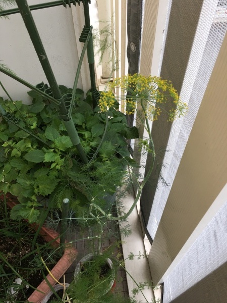 フェンネルより先にディルの花が咲きました ワクワク ハマっ子野菜作り