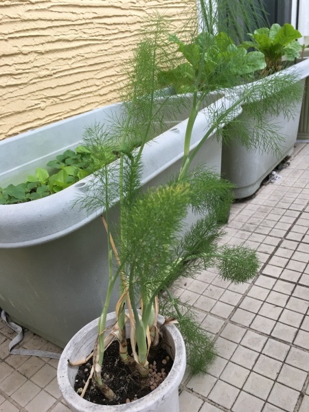 フェンネルより先にディルの花が咲きました ワクワク ハマっ子野菜作り