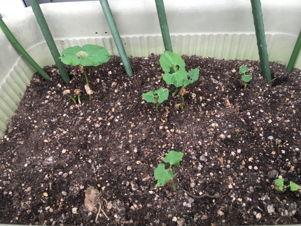 フェンネルより先にディルの花が咲きました ワクワク ハマっ子野菜作り