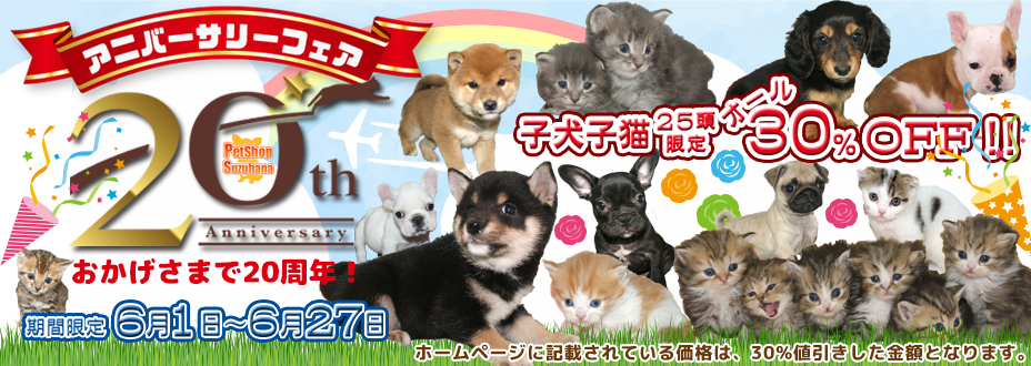 名取市ペットショップでラガマフィン子猫をお探しなら 宮城 仙台ペットショップ鈴花 名取市ペットショップでラガマフィン子猫をお探しなら 宮城 仙台ペットショップ鈴花
