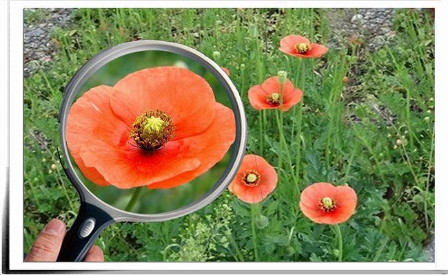 ヒナゲシ コクリコ 虞美人草 聚 糧 ヒナゲシ コクリコ 虞美人草 聚 糧