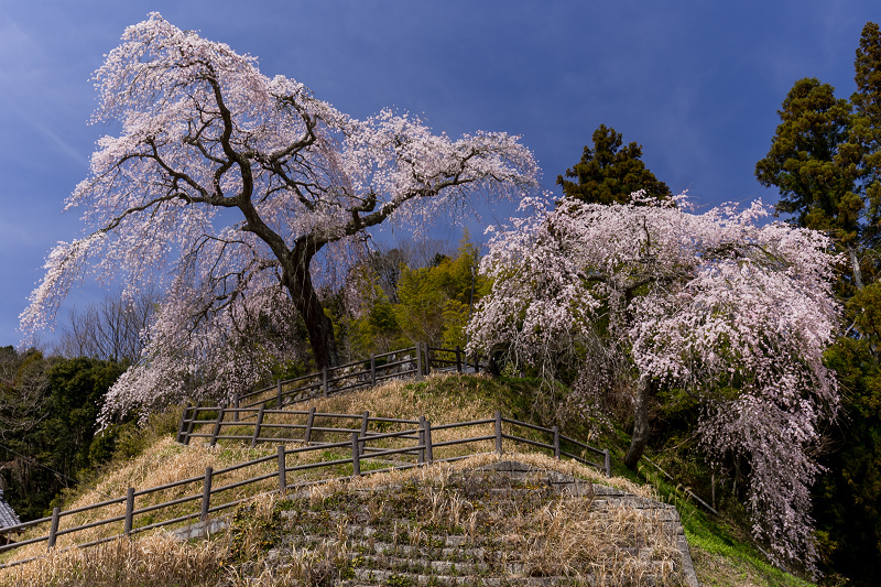 2021桜咲く奈良　室生小原の極楽桜_f0155048_23494917.jpg