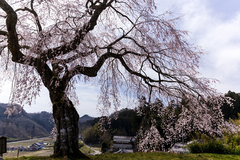 2021桜咲く奈良　室生小原の極楽桜_f0155048_23515370.jpg