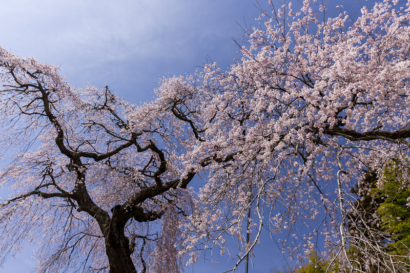 2021桜咲く奈良　室生小原の極楽桜_f0155048_23525733.jpg