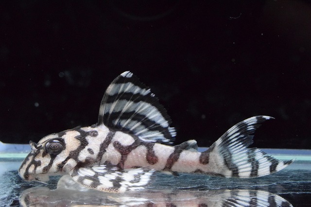 （残り3匹）プレコ　L236 若魚 残り3匹）プレコ L236 若魚