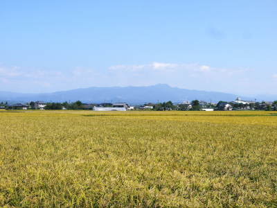 砂田米 土にこだわる匠の苗床作りを現地取材(2021) 令和2年度の砂田のこだわりれんげ米は残りわずかです_a0254656_17312048.jpg