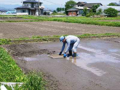 砂田米　土にこだわる匠の苗床作りを現地取材(2021)　令和2年度の砂田のこだわりれんげ米は残りわずかです_a0254656_18120883.jpg