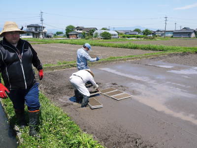 砂田米 土にこだわる匠の苗床作りを現地取材(2021) 令和2年度の砂田のこだわりれんげ米は残りわずかです_a0254656_18141483.jpg