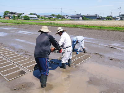 砂田米　土にこだわる匠の苗床作りを現地取材(2021)　令和2年度の砂田のこだわりれんげ米は残りわずかです_a0254656_18200282.jpg