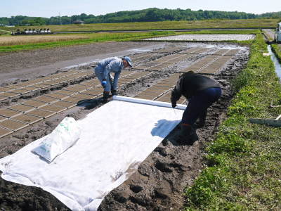 砂田米 土にこだわる匠の苗床作りを現地取材(2021) 令和2年度の砂田のこだわりれんげ米は残りわずかです_a0254656_18225140.jpg