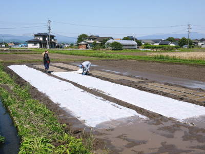 砂田米　土にこだわる匠の苗床作りを現地取材(2021)　令和2年度の砂田のこだわりれんげ米は残りわずかです_a0254656_18265527.jpg