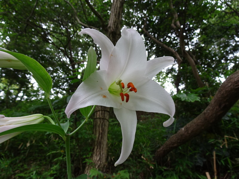 ササユリ便り⑧・・・せんなん里海公園内うみべの森_c0108460_16322046.jpg