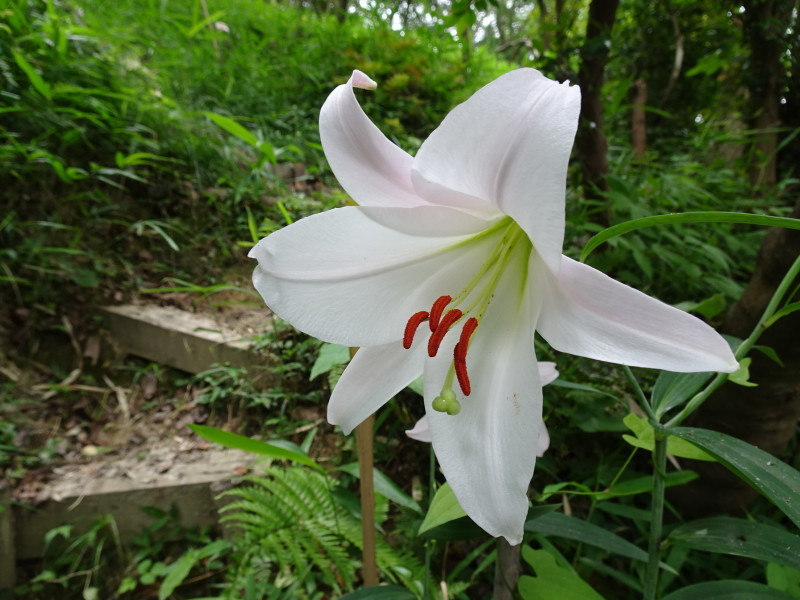 ササユリ便り⑧・・・せんなん里海公園内うみべの森_c0108460_16330353.jpg