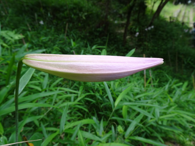 ササユリ便り⑧・・・せんなん里海公園内うみべの森_c0108460_16370672.jpg
