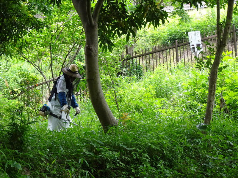 ハンノキ林周辺の草刈り・・・うみべの森_c0108460_17334423.jpg