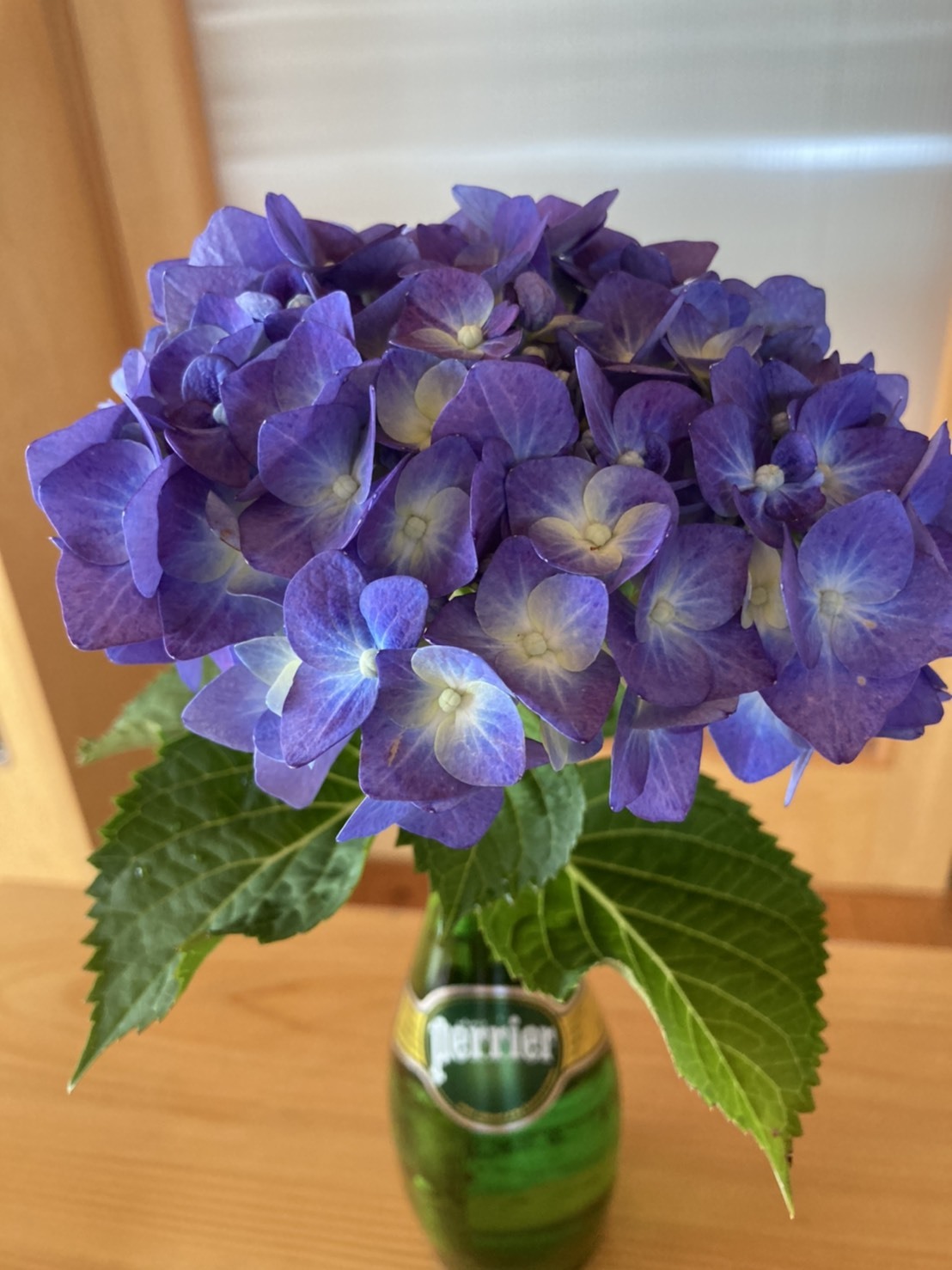 紫陽花_c0234975_08370751.jpg