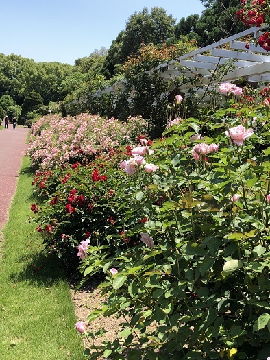 京都府立植物園 バラ園 タイサンボク 日々一歩づつ