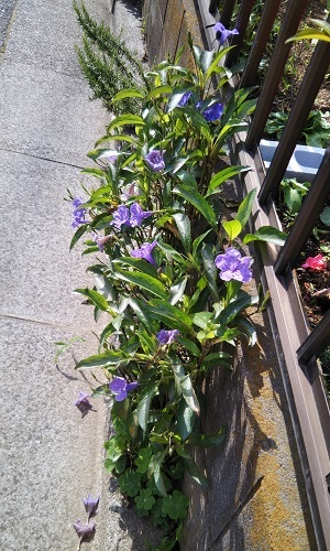 元気に咲いていた紫の花は、”ムラサキルエリア” 健気に育つ植物たち
