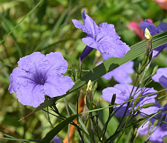 元気に咲いていた紫の花は、”ムラサキルエリア” : 健気に育つ植物たち