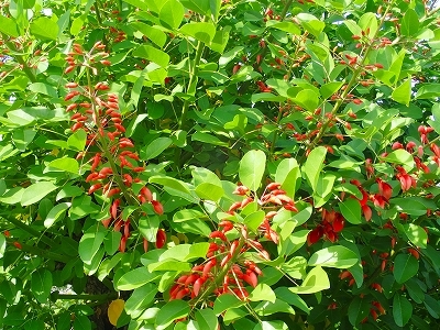 夏を想わせる花_f0203094_11072597.jpg