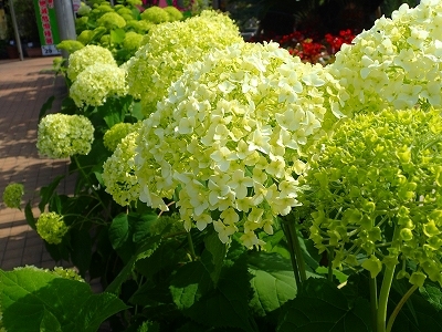 夏を想わせる花_f0203094_11145322.jpg