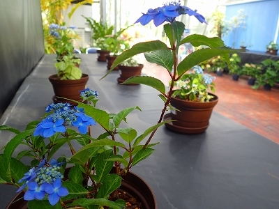 夏を想わせる花_f0203094_11155648.jpg