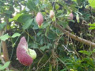 夏を想わせる花_f0203094_11185965.jpg