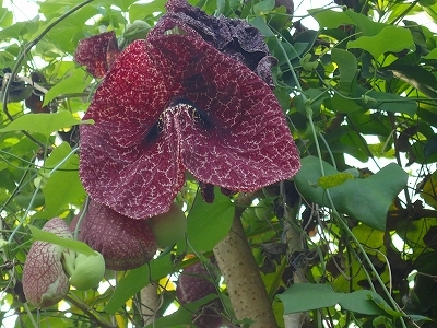 夏を想わせる花_f0203094_11193689.jpg
