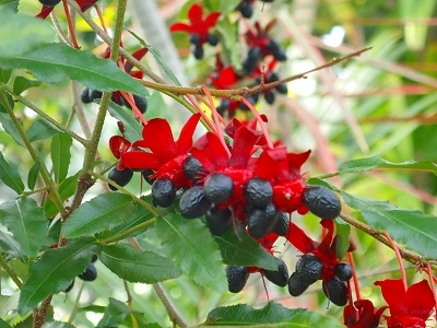 夏を想わせる花_f0203094_11194524.jpg