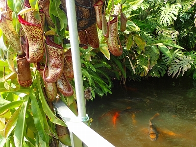 夏を想わせる花_f0203094_11234636.jpg