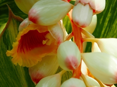 夏を想わせる花_f0203094_11255935.jpg