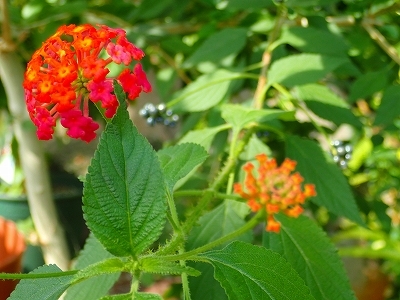 夏を想わせる花_f0203094_11260300.jpg
