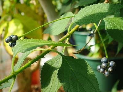 夏を想わせる花_f0203094_11260733.jpg