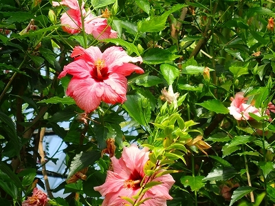 夏を想わせる花_f0203094_11300511.jpg