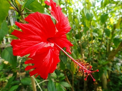 夏を想わせる花_f0203094_11301756.jpg